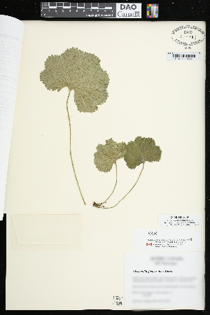  (Alchemilla glomerulans - CCDB-24801-B10)  @11 [ ] CreativeCommons - Attribution (2015) Agriculture and Agri-Food Canada Agriculture and Agri-Food Canada
