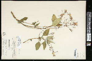  (Impatiens balfourii - CCDB-24801-E01)  @11 [ ] CreativeCommons - Attribution (2015) Agriculture and Agri-Food Canada Agriculture and Agri-Food Canada