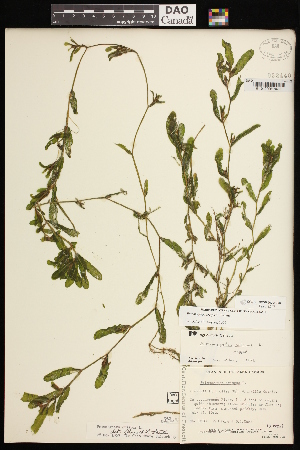  ( - CCDB-26261-E07)  @11 [ ] CreativeCommons - Attribution (2017) Maria Kuzmina Centre for Biodiversity Genomics