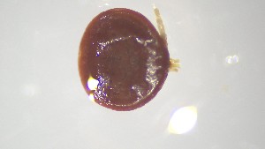  ( - VBDTK012024D04)  @11 [ ] Copyright (2024) Luis M. Hernandez-Triana Animal and Plant Health Agency