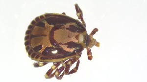  ( - VBDTK012024E09)  @11 [ ] Copyright (2024) Luis M. Hernandez-Triana Animal and Plant Health Agency