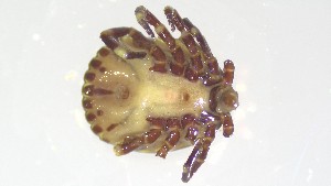  ( - VBDTK012024E09)  @11 [ ] Copyright (2024) Luis M. Hernandez-Triana Animal and Plant Health Agency