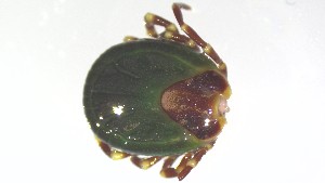  ( - VBDTK012024F01)  @11 [ ] Copyright (2024) Luis M. Hernandez-Triana Animal and Plant Health Agency