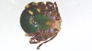  ( - VBDTK012024F01)  @11 [ ] Copyright (2024) Luis M. Hernandez-Triana Animal and Plant Health Agency