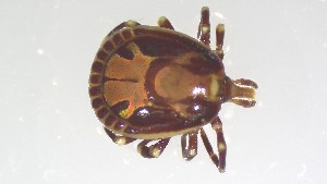  ( - VBDTK012024F06)  @11 [ ] Copyright (2024) Luis M. Hernandez-Triana Animal and Plant Health Agency