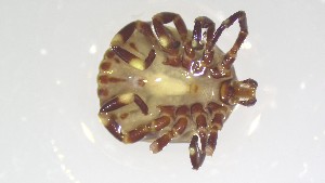  ( - VBDTK012024F06)  @11 [ ] Copyright (2024) Luis M. Hernandez-Triana Animal and Plant Health Agency