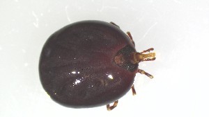  ( - VBDTK012024F08)  @11 [ ] Copyright (2024) Luis M. Hernandez-Triana Animal and Plant Health Agency