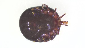  ( - VBDTK012024F08)  @11 [ ] Copyright (2024) Luis M. Hernandez-Triana Animal and Plant Health Agency