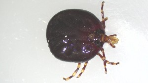  ( - VBDTK012024G03)  @11 [ ] Copyright (2024) Luis M. Hernandez-Triana Animal and Plant Health Agency