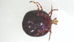  ( - VBDTK012024G03)  @11 [ ] Copyright (2024) Luis M. Hernandez-Triana Animal and Plant Health Agency