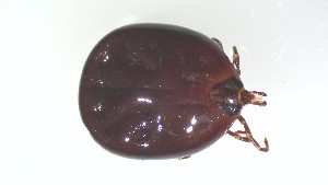  ( - VBDTK012024G06)  @11 [ ] Copyright (2024) Luis M. Hernandez-Triana Animal and Plant Health Agency