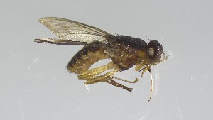  ( - VBDGS042024A10)  @11 [ ] Copyright (2024) Luis M. Hernandez-Triana Animal and Plant Health Agency