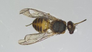  ( - VBDGS042024A11)  @11 [ ] Copyright (2024) Luis M. Hernandez-Triana Animal and Plant Health Agency