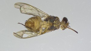  ( - VBDGS042024A11)  @11 [ ] Copyright (2024) Luis M. Hernandez-Triana Animal and Plant Health Agency