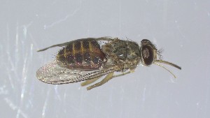  ( - VBDGS042024A12)  @11 [ ] Copyright (2024) Luis M. Hernandez-Triana Animal and Plant Health Agency