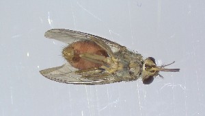  ( - VBDGS042024A12)  @11 [ ] Copyright (2024) Luis M. Hernandez-Triana Animal and Plant Health Agency