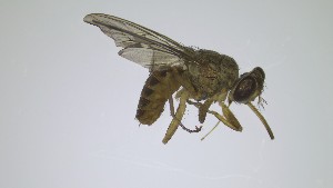  ( - VBDGS042024B01)  @11 [ ] Copyright (2024) Luis M. Hernandez-Triana Animal and Plant Health Agency