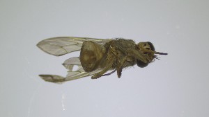  ( - VBDGS042024B01)  @11 [ ] Copyright (2024) Luis M. Hernandez-Triana Animal and Plant Health Agency