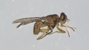  ( - VBDGS042024B02)  @11 [ ] Copyright (2024) Luis M. Hernandez-Triana Animal and Plant Health Agency