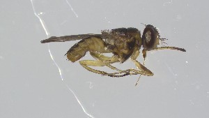  ( - VBDGS042024B03)  @11 [ ] Copyright (2024) Luis M. Hernandez-Triana Animal and Plant Health Agency