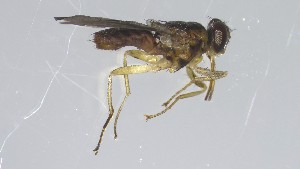  ( - VBDGS042024B04)  @11 [ ] Copyright (2024) Luis M. Hernandez-Triana Animal and Plant Health Agency