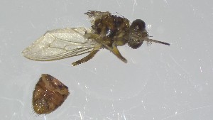  ( - VBDGS042024B05)  @11 [ ] Copyright (2024) Luis M. Hernandez-Triana Animal and Plant Health Agency