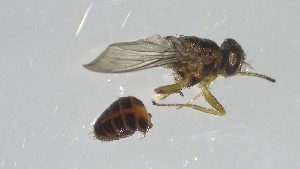  ( - VBDGS042024B05)  @11 [ ] Copyright (2024) Luis M. Hernandez-Triana Animal and Plant Health Agency