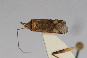  (Phytocoris sp. WR - Het_inatura-WR_0132)  @13 [ ] CreativeCommons  Attribution Non-Commercial Share-Alike (2016) Wolfgang Rabitsch Wolfgang Rabitsch