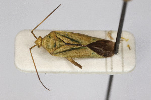  (Calocoris affinis - Het_inatura-WR_0215)  @13 [ ] CreativeCommons  Attribution Non-Commercial Share-Alike (2016) Wolfgang Rabitsch Wolfgang Rabitsch