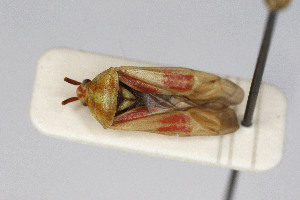  (Calocoris roseomaculatus - Het_inatura-WR_0218)  @13 [ ] CreativeCommons  Attribution Non-Commercial Share-Alike (2016) Wolfgang Rabitsch Wolfgang Rabitsch
