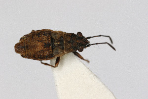  ( - Het_inatura-WR_0327)  @11 [ ] CreativeCommons  Attribution Non-Commercial Share-Alike (2016) Wolfgang Rabitsch Wolfgang Rabitsch