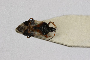  ( - Het_inatura-WR_0328)  @12 [ ] CreativeCommons  Attribution Non-Commercial Share-Alike (2016) Wolfgang Rabitsch Wolfgang Rabitsch