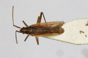  (Stenodema algoviensis - Het_inatura-WR_0446)  @13 [ ] CreativeCommons  Attribution Non-Commercial Share-Alike (2016) Wolfgang Rabitsch Wolfgang Rabitsch