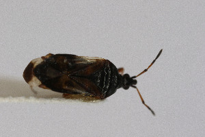  ( - Het_inatura-WR_0514)  @12 [ ] CreativeCommons  Attribution Non-Commercial Share-Alike (2016) Wolfgang Rabitsch Wolfgang Rabitsch