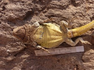  ( - CHIVC102)  @12 [ ] CreativeCommons - Attribution Non-Commercial Share-Alike (2012) G. Debandi IADIZA