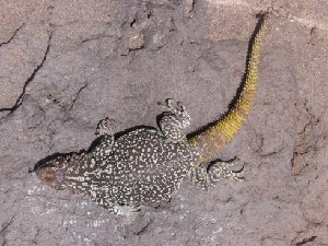  ( - CHIVC109)  @12 [ ] CreativeCommons - Attribution Non-Commercial Share-Alike (2012) G. Debandi IADIZA