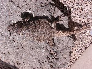  ( - CHIVC124)  @12 [ ] CreativeCommons - Attribution Non-Commercial Share-Alike (2012) G. Debandi IADIZA