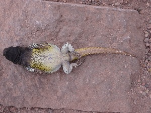  ( - CHIVC133)  @12 [ ] CreativeCommons - Attribution Non-Commercial Share-Alike (2012) G. Debandi IADIZA