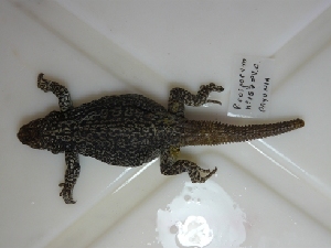  ( - CHIVC157)  @12 [ ] CreativeCommons - Attribution Non-Commercial Share-Alike (2012) G. Debandi IADIZA