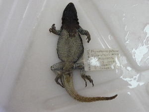  ( - CHIVC257.1)  @12 [ ] Copyright (2013) IADIZA IADIZA