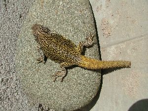  ( - CHIVC293)  @12 [ ] CreativeCommons - Attribution Non-Commercial Share-Alike (2012) G. Debandi IADIZA