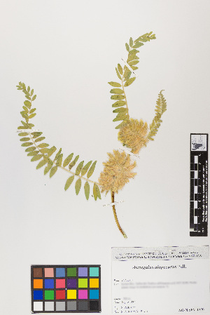  (Astragalus alopecurus - ASALAM15-010797)  @11 [ ] Copyright (2017) RAVA Regione Autonoma Valle d'Aosta - Aree protette - Museo regionale di Scienze naturali E. Noussan