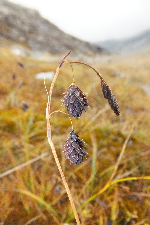  ( - CAATVG01-021013)  @11 [ ] Copyright (2017) RAVA Regione Autonoma Valle d'Aosta - Aree protette - Museo regionale di Scienze naturali E. Noussan