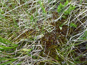  (Dactylorhiza cruenta - DACRCO11-040713)  @11 [ ] Copyright (2017) RAVA Regione Autonoma Valle d'Aosta - Aree protette - Museo regionale di Scienze naturali E. Noussan