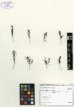  (Pectis tenuifolia - SCE009)  @11 [ ] CreativeCommons - Attribution Non-Commercial No Derivatives (2015) Sofia Carvajal Endara Charles Darwin Foundation