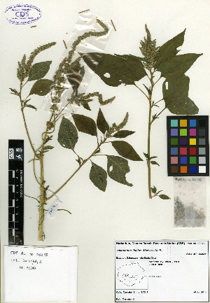  (Amaranthus dubius - SCE016)  @11 [ ] CreativeCommons - Attribution Non-Commercial No Derivatives (2015) Sofia Carvajal Endara Charles Darwin Foundation