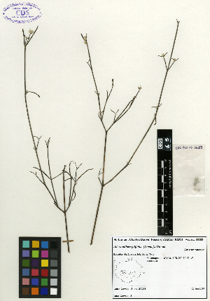  (Alternanthera filifolia - SCE027)  @11 [ ] CreativeCommons - Attribution Non-Commercial No Derivatives (2015) Sofia Carvajal Endara Charles Darwin Foundation
