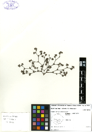  ( - SCE144)  @11 [ ] CreativeCommons - Attribution Non-Commercial No Derivatives (2015) Sofia Carvajal Endara Charles Darwin Foundation