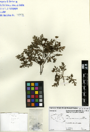  (Lecocarpus lecocarpoides - SCE165)  @11 [ ] CreativeCommons - Attribution Non-Commercial No Derivatives (2015) Sofia Carvajal Endara Charles Darwin Foundation