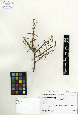  (Euphorbia viminea - SCE168)  @11 [ ] CreativeCommons - Attribution Non-Commercial No Derivatives (2015) Sofia Carvajal Endara Charles Darwin Foundation